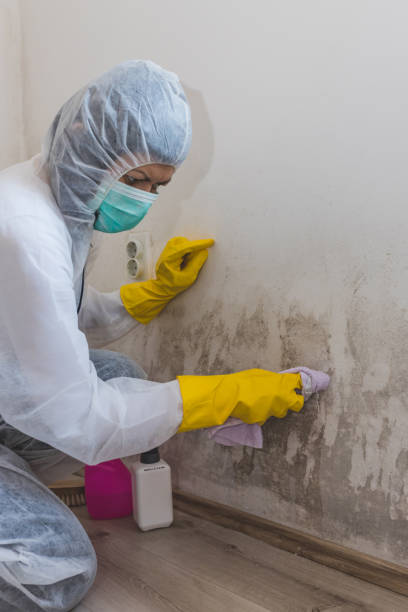 Best Mold Remediation for Healthcare Facilities  in Marshalltown, IA