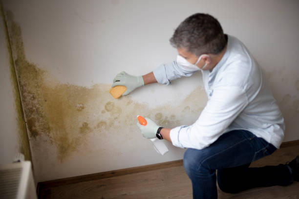 Mold Odor Removal Services in Marshalltown, IA